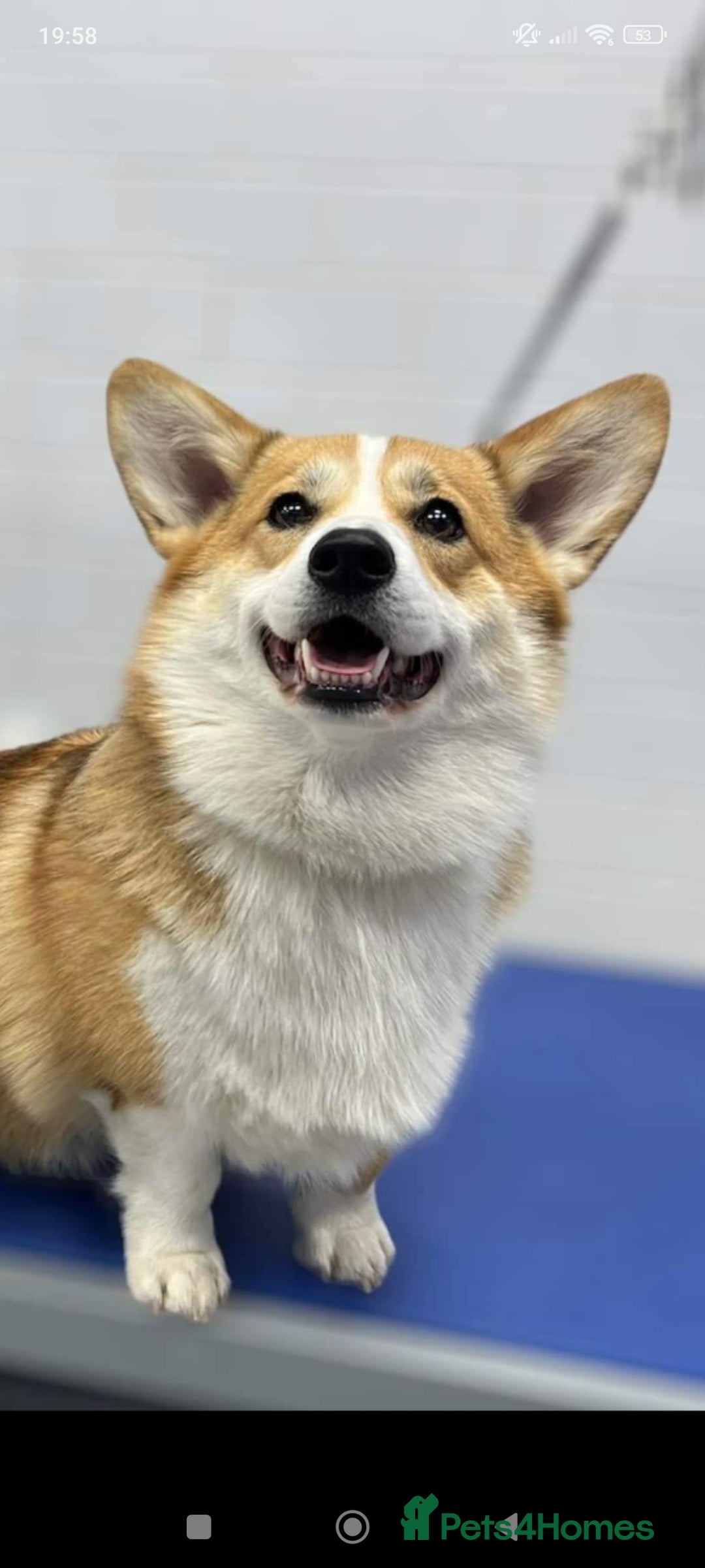 Welsh Corgi Pembroke dogs for sale: Stunning Welsh Pembroke Corgi pups KC registered - Image 10