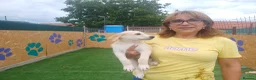 Mixed Breed dogs for adoption: 🌸 ALICE — A GENTLE LITTLE GIRL FULL OF LOVE 🌸 in Nottingham - Advert 5