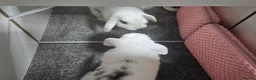 Mixed Breed rabbits for sale: Sale rehome 12 to 18month old bonded bunnies - Advert 4