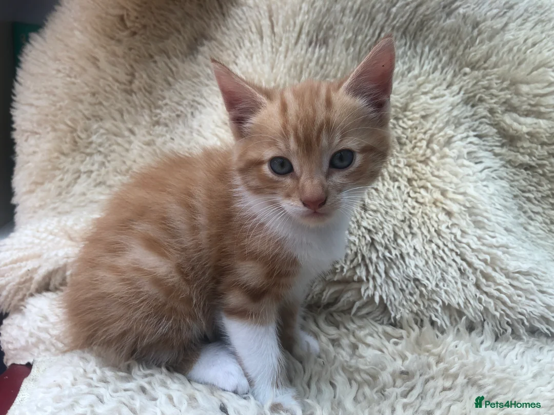 Mixed Breed cats for sale: Gorgeous ginger kittens - Advert 2