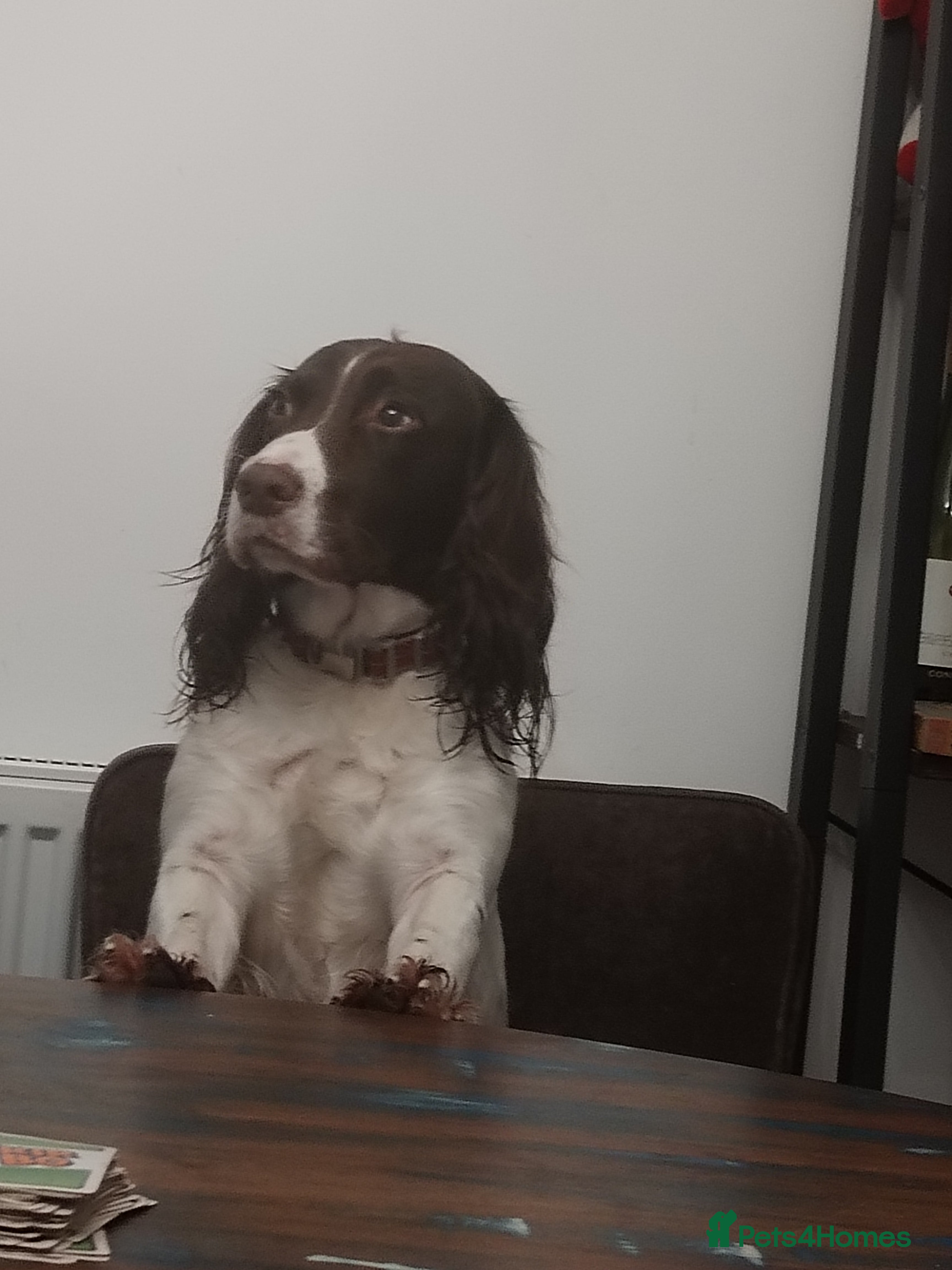 Daisy