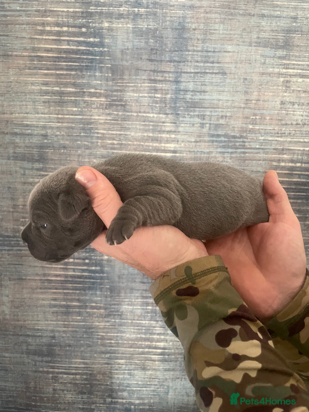 Staffordshire Bull Terrier dogs for sale: Blue Staffordshire bull terrier kc registered ❗️ - Image 29