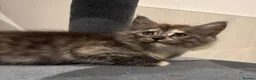 Maine Coon cats for sale: Absolutely gorgeous Maine Coon cross Kittens - Advert 27