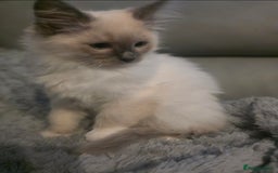Ragdoll cats for sale: 2 beautiful litters of Ragdolls  - Image 3