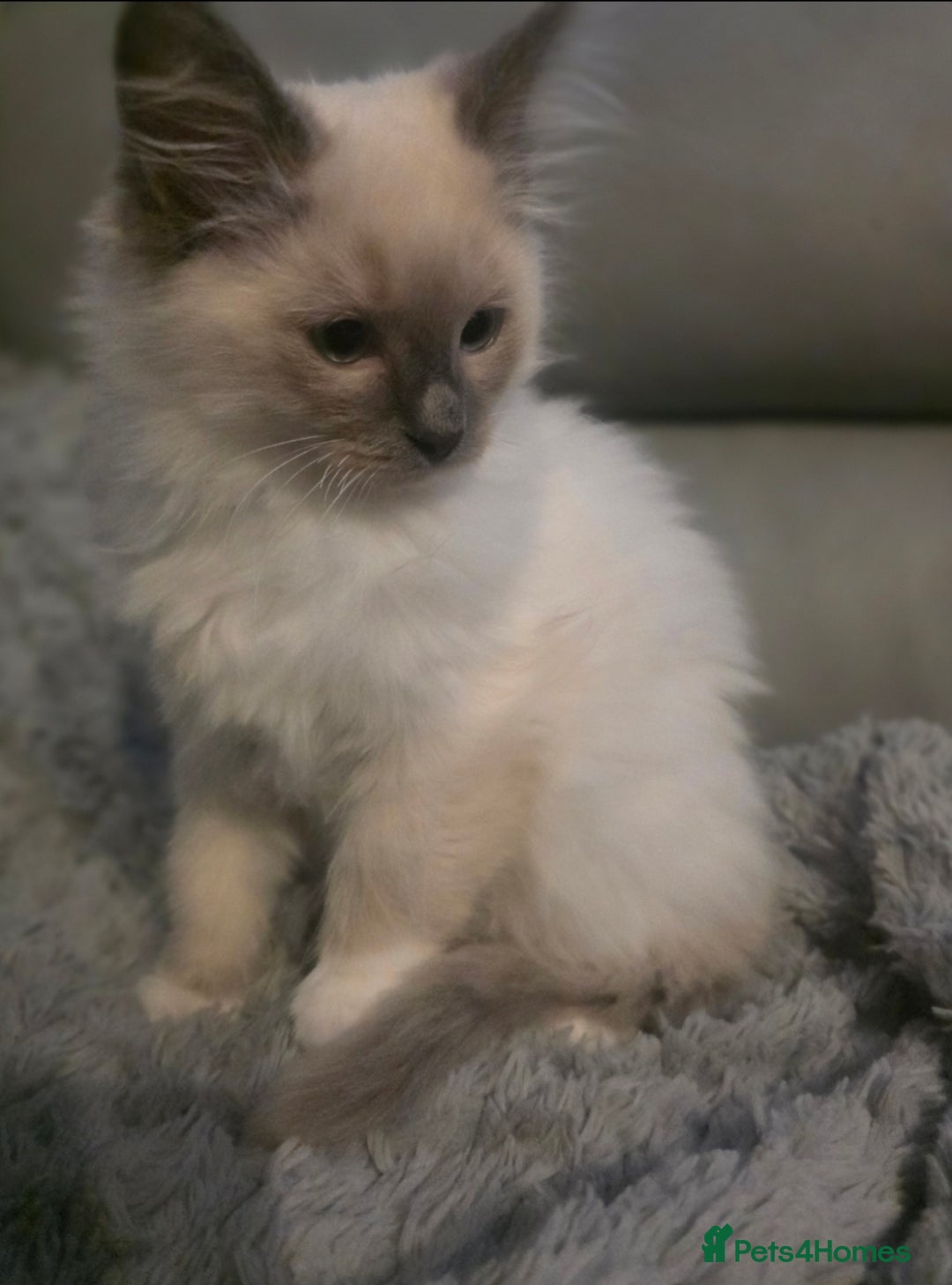 Ragdoll cats for sale: 2 beautiful litters of Ragdolls  - Image 3
