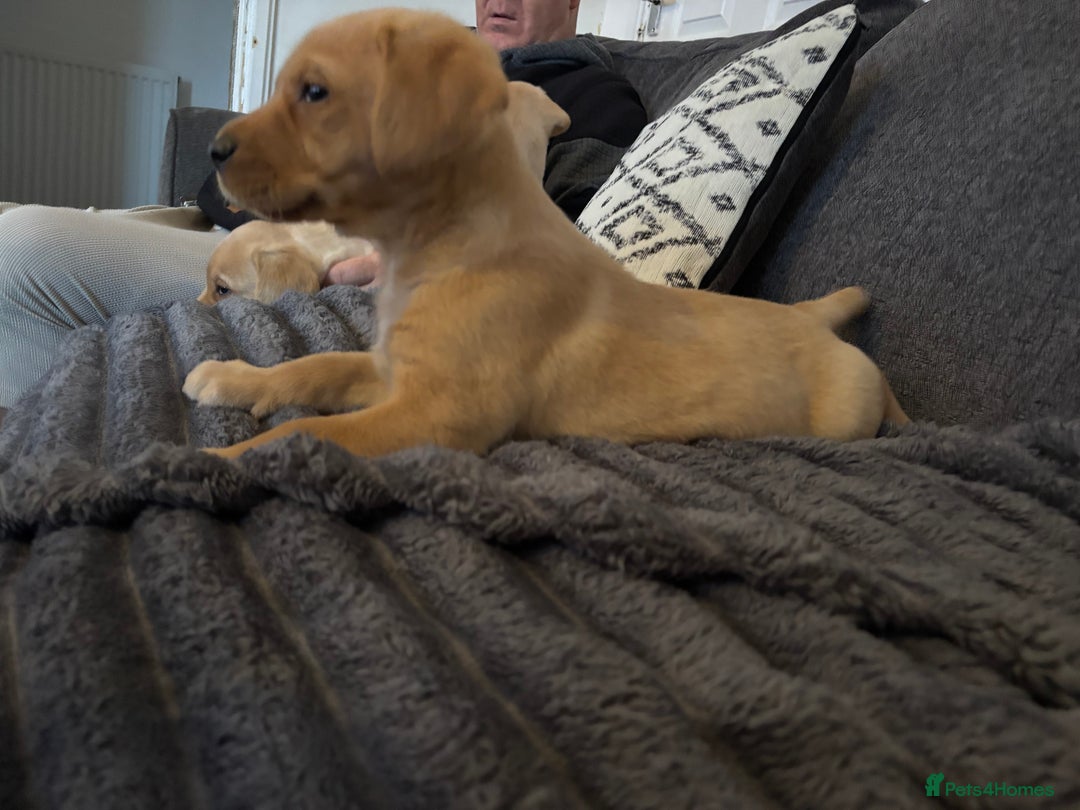 Labrador Retriever dogs for sale: KC registered Labrador retriever pups - Advert 15