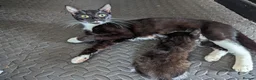 Mixed Breed cats for sale: Male an female mixed breed cats in Langport - Advert 6