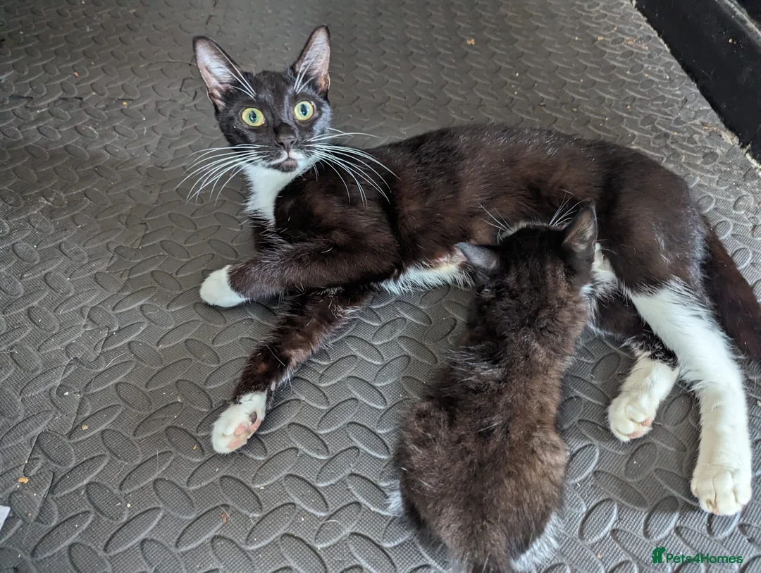 Mixed Breed cats for sale: Male an female mixed breed cats in Langport - Advert 6