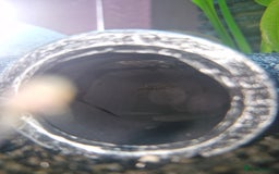 Plecos fish for sale: Baby Bristlenose Plecos - Image 8
