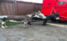 Donkey livestock for sale: 5 year old gelding donkeys  - Image 10