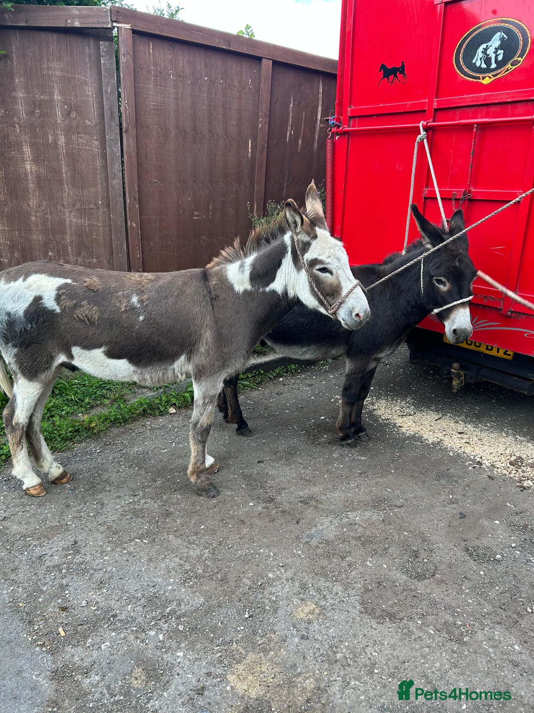Donkey livestock for sale: 5 year old gelding donkeys  - Image 10