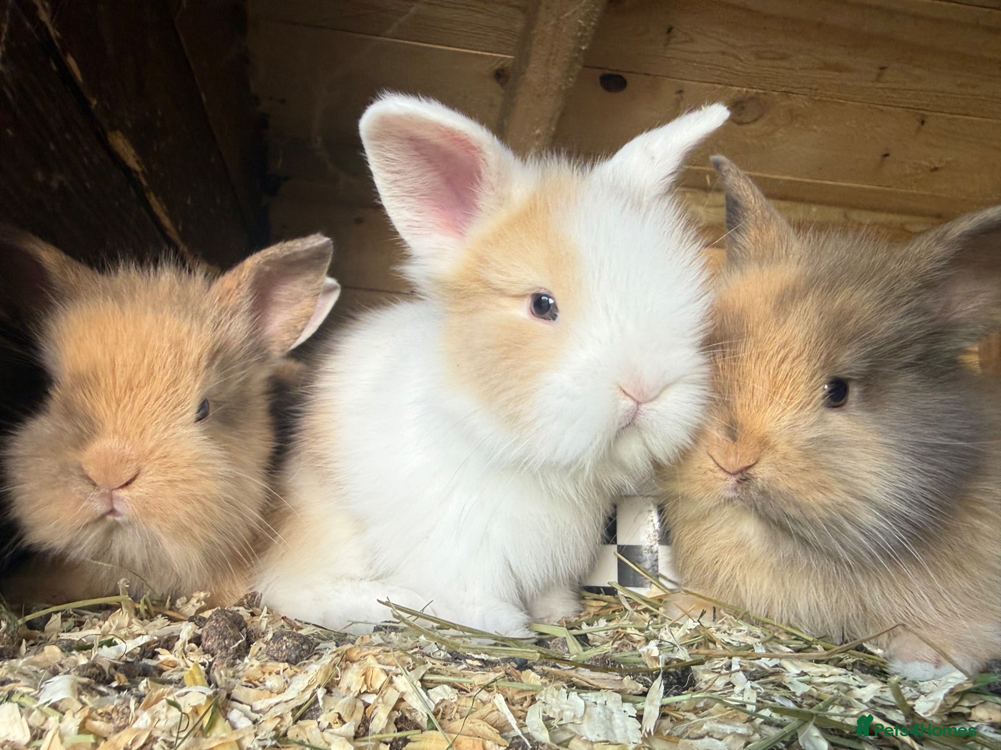 Lionhead rabbits Lion lop rabbits - boys and girls  - Advert 2