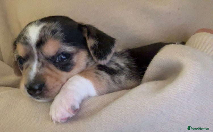 Chiweenie dogs - Advert 4