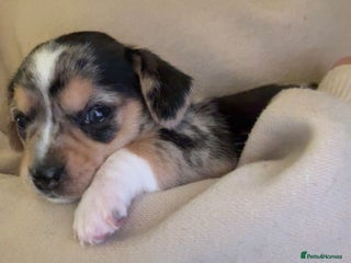 Chiweenie dogs - Advert 11