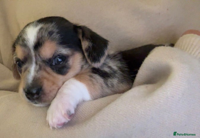 Chiweenie dogs - Advert 6