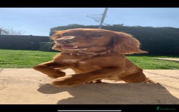 Cocker Spaniel dogs for stud: Pedigree stud   in Gloucester - Image 11