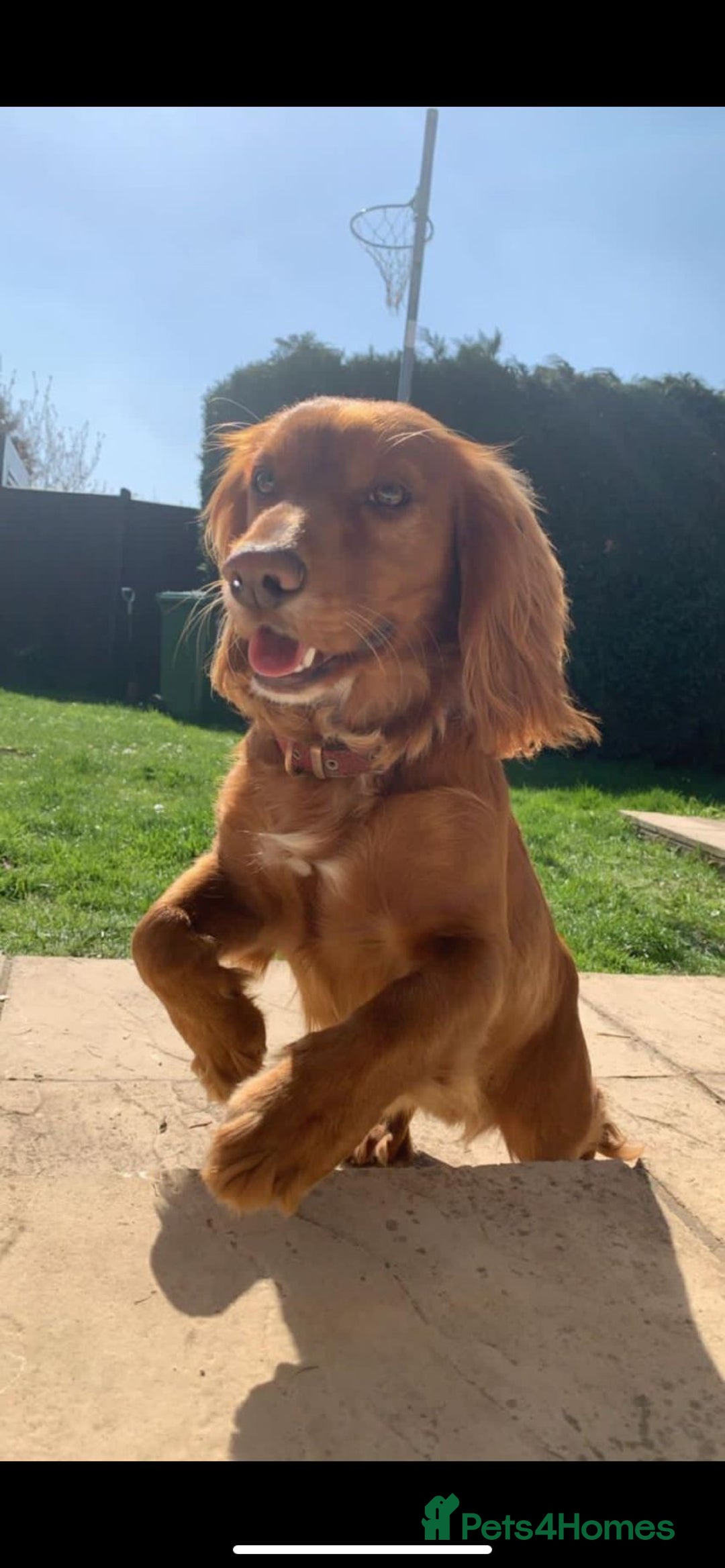 Cocker Spaniel dogs for stud: Pedigree stud   in Gloucester - Image 11