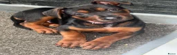 Chinese Red Dog dogs for sale: 3 female Chinese red dog pups, ready 19/10 - Advert 2