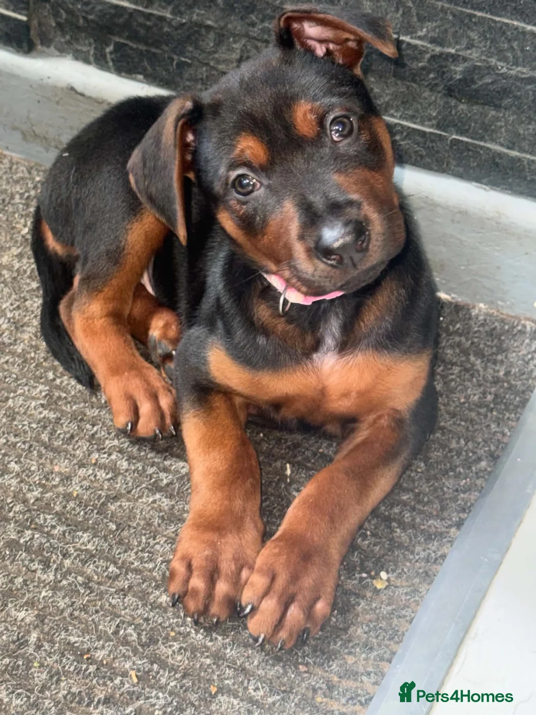 Chinese Red Dog dogs for sale: 3 female Chinese red dog pups, ready 19/10 - Advert 2