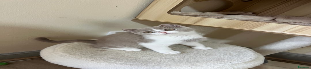 British Shorthair Kitten 3