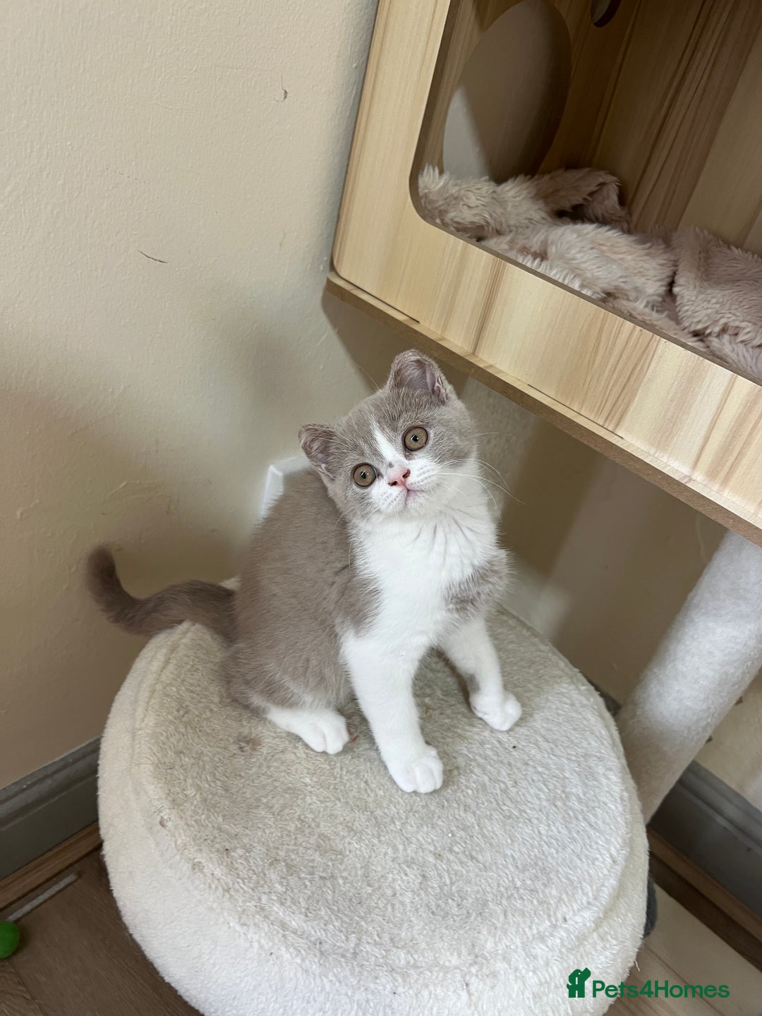 British Shorthair cats for sale: British shorthair kittens  - Image 5