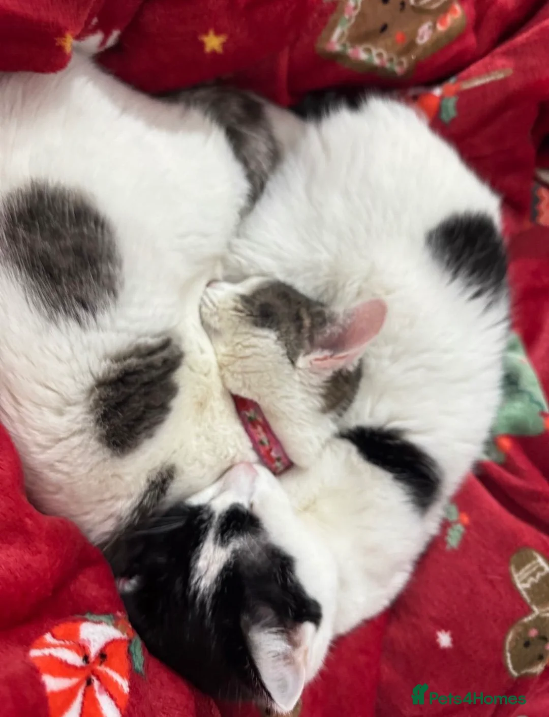 Domestic Shorthair cats for sale: bonded affectionate cats looking for new home  - Advert 10