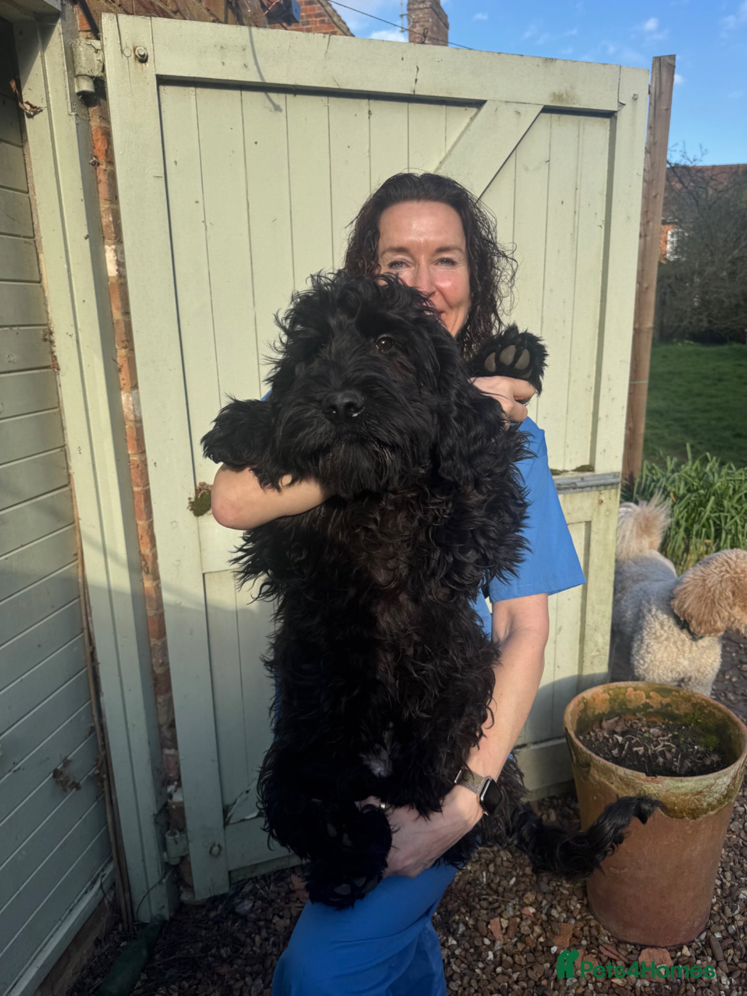 Cockapoo dogs LAST STUNNING BOY - Full of character F1 Cockapoo - Advert 9