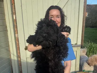 Cockapoo dogs LAST STUNNING BOY - Full of character F1 Cockapoo - Advert 9