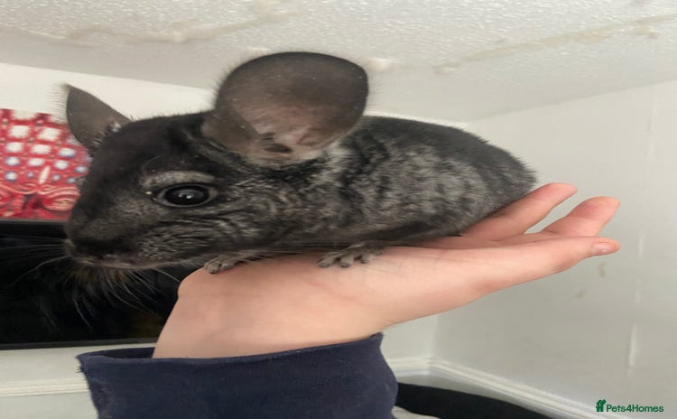 Chinchilla rodents - Advert 4