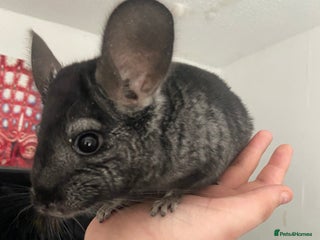 Chinchilla rodents - Advert 2