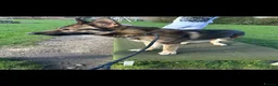German Shepherd dogs for sale: Full pedigree GS for rehome  in Altrincham - Advert 8