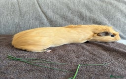 Guinea Pig rodents for sale: Male Guinea Pig - Image 4