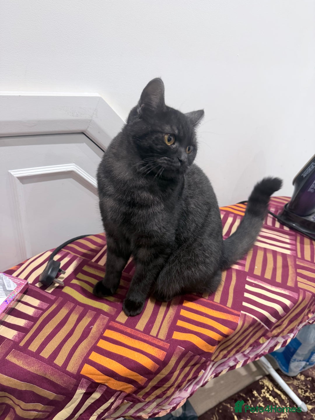 British Shorthair cats for sale: Beautiful British Shorthair 11 months kitten - Advert 3