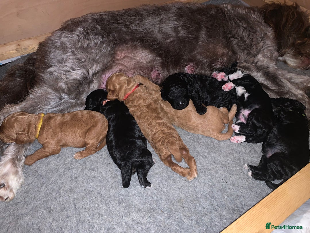 Labradoodle dogs for sale: F1b Miniature Labradoodle Puppies  - Advert 9