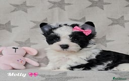 Yorkshire Terrier dogs for sale: Adorable Colourful yorkies 3 LEFT - Image 11