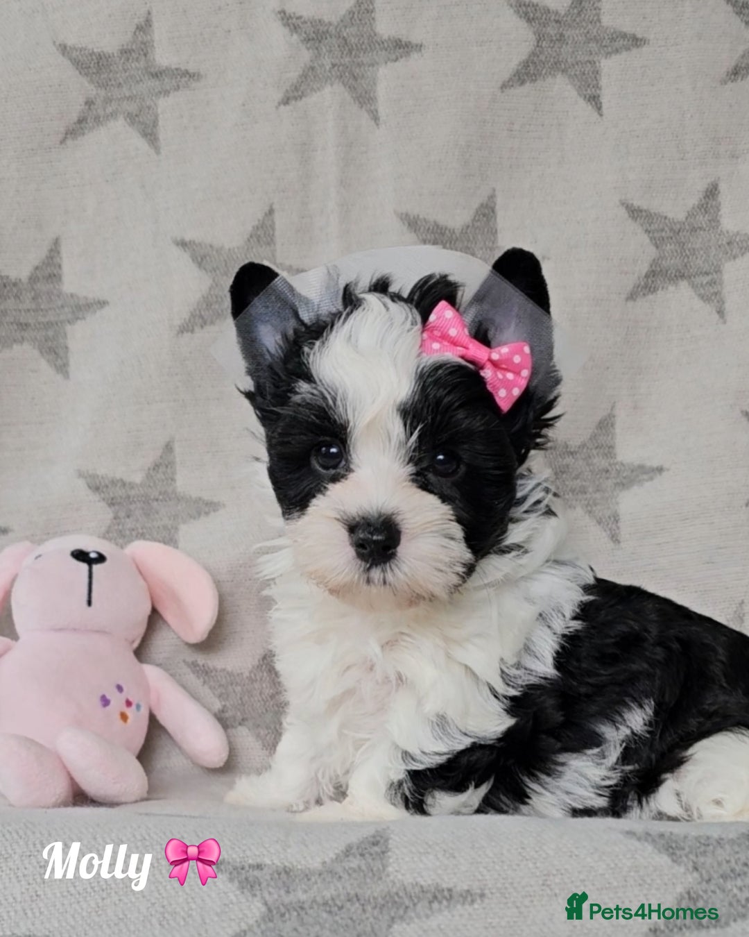 Yorkshire Terrier dogs for sale: Adorable Colourful yorkies 3 LEFT - Image 11
