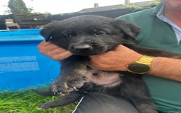 German Shepherd dogs for sale: German shepherd puppies  - Image 9