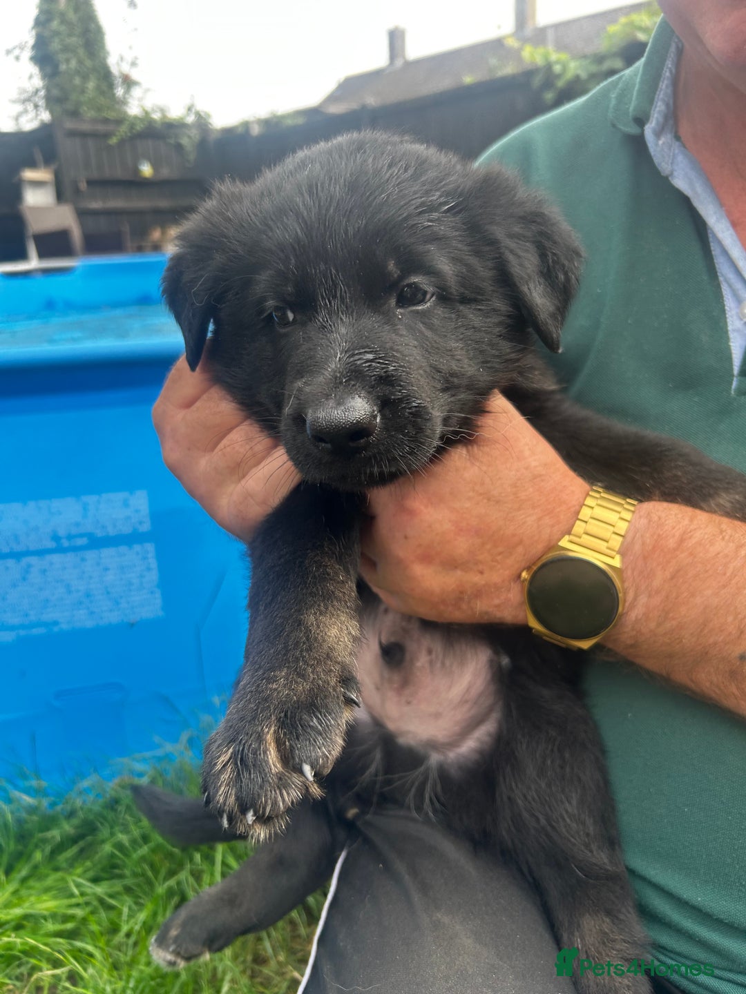 German Shepherd dogs for sale: German shepherd puppies  - Image 9