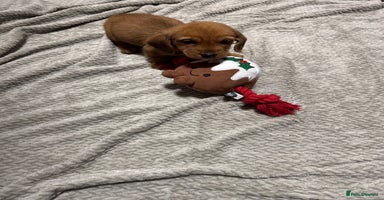 Dachshund dogs Ready now Long Haired Dachshunds For Sale - Advert 7