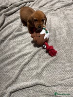 Dachshund dogs Ready now Long Haired Dachshunds For Sale - Advert 7