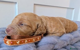 Cockapoo dogs for sale: Stunning F1 Show Toy Red Cockapoo puppies DNA ✔️ - Advert 13