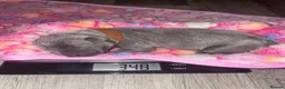 Staffordshire Bull Terrier dogs for sale: KC-QUALITY BLUE STAFFORDSHIRE BULLTERRIER PUPPIES - Advert 14