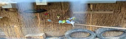 Budgerigars birds for sale: 10 x budgies for sale mixed sexes  - Advert 2