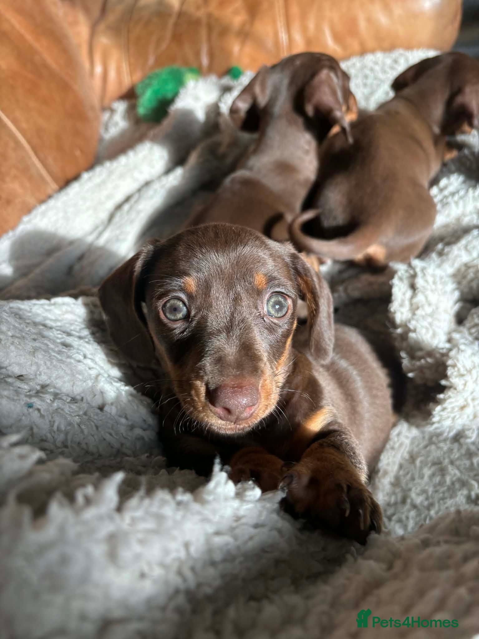 Miniature Dachshund dogs Miniature dachshund - Advert 6