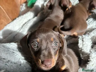 Miniature Dachshund dogs Miniature dachshund - Advert 6