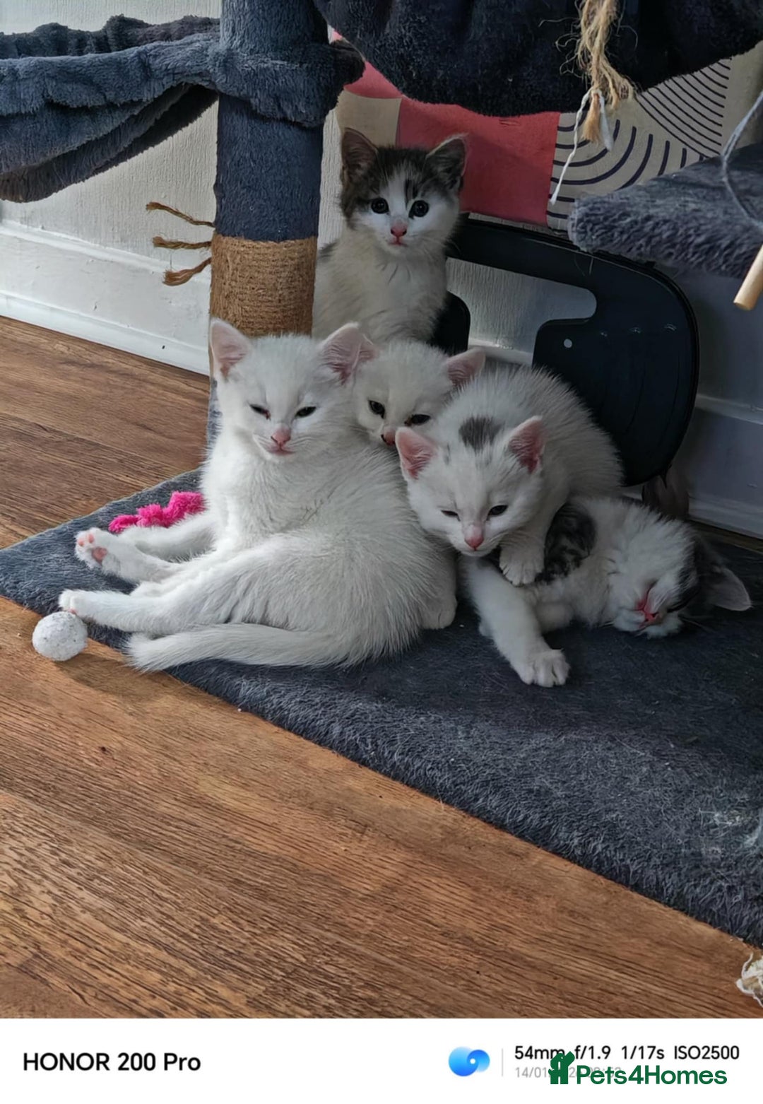 Khao Manee cats for sale: Beautiful kittens (ready to leave 9.02.2026) - Advert 4