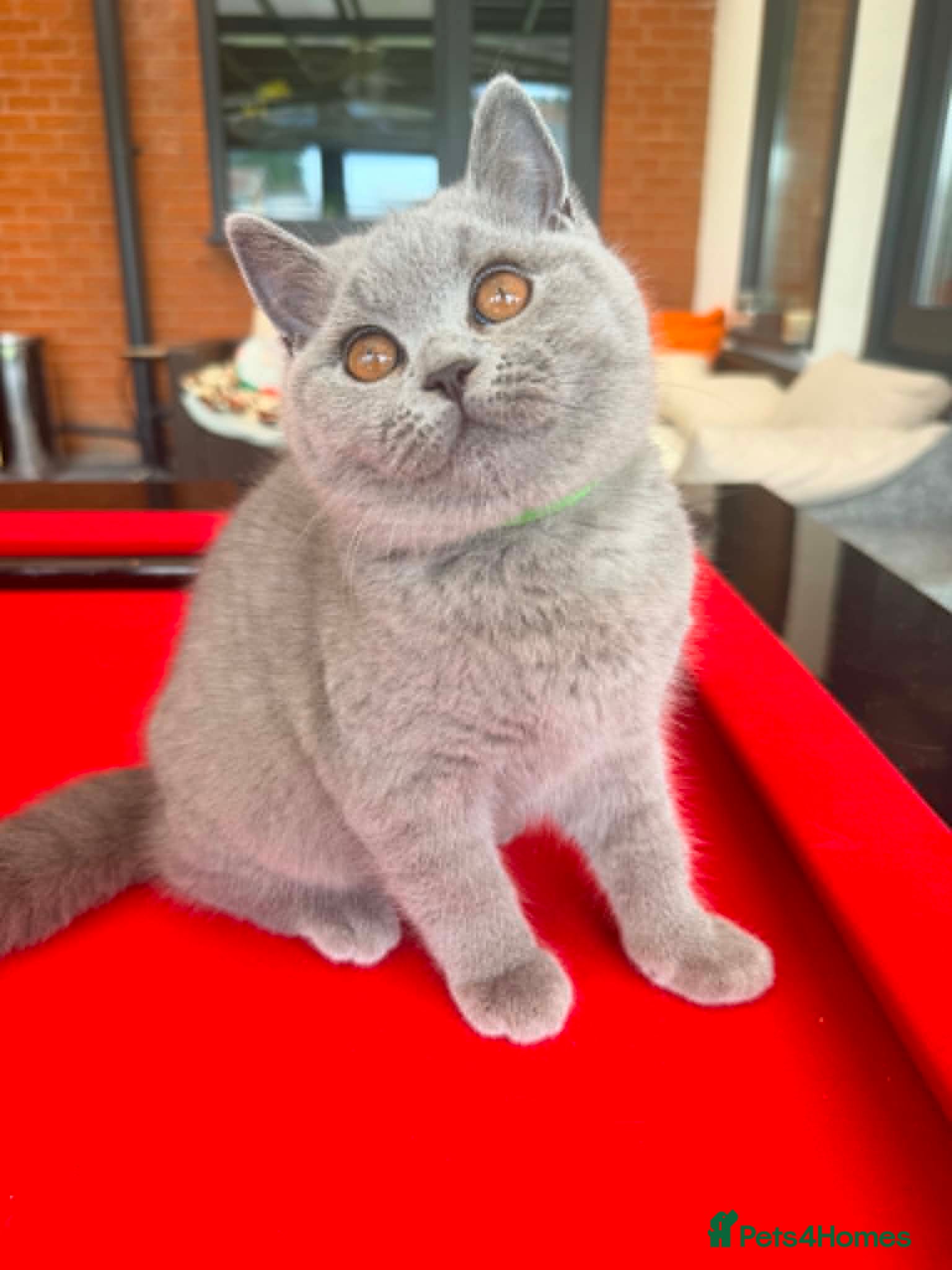 British Shorthair cats READY- 1 FEMALE-GCCF BRITISH SHORTHAIR - Advert 2
