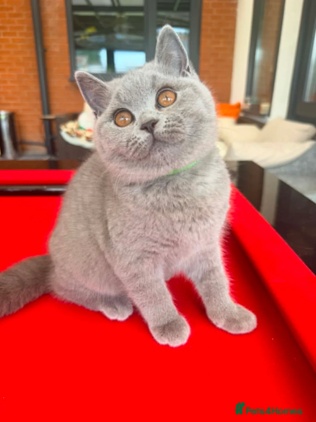 British Shorthair cats for sale: READY- 1 FEMALE-GCCF BRITISH SHORTHAIR - Advert 1