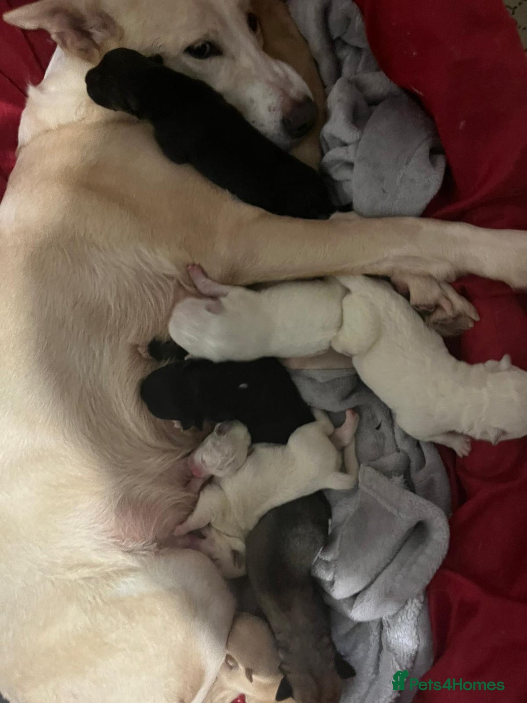 Mixed Breed dogs for sale: 8 beautiful pups  - Image 13