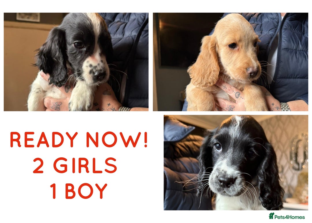 Cocker Spaniel dogs for sale: REDUCED & READY NOW 2 girl COCKERS - Advert 2